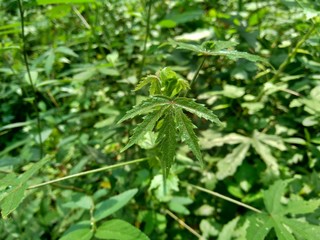 Close up green grass with natural background