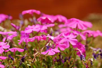 The flowers are beginning to grow and everything is becoming green.