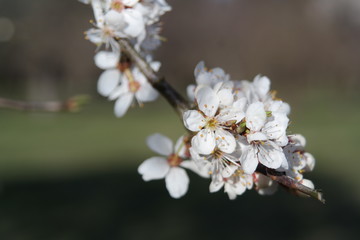 Beautiful .blooming of decorative white apple and fruit trees over the bright blue sky in colorful vivid spring park full.