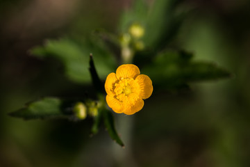 jaskier © kolorowekadry