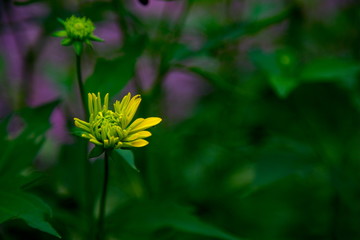Bright yellow wingstem in bloom close up