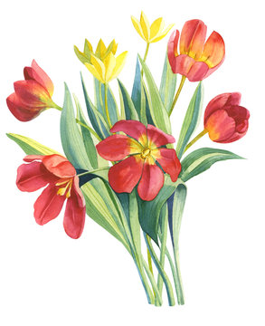 Bouquet of yellow and red tulips with  leaves. Spring flowers on a white background.Watercolour painting.Suitable for greeting card to International Women's Day,Victory Day, cover design, memorial day