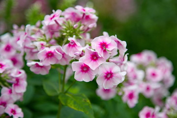 Bright phlox flowers in bloom close up