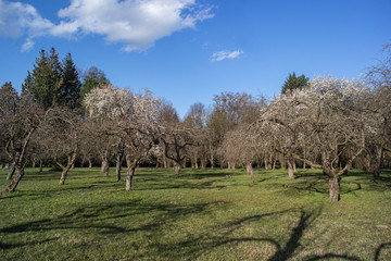 Beautiful blooming of decorative white apple and fruit trees over bright blue sky in colorful vivid spring park full of green grass by dawn early light with first sun rays, fairy heart of nature