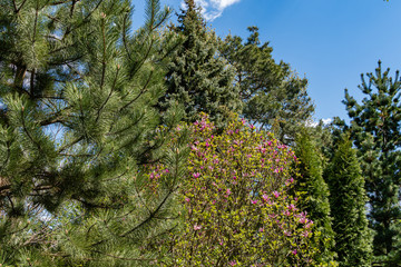Multicolor landscape against blue sky in spring. Evergreen landscaped garden. Christmas tree is blue, Pitsunda pine, and Japanese glauca pine in background. In center of Susan is magnolia blossom.