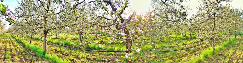 Apple blossoms in an orchard, spring concept