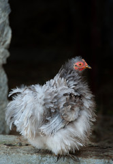 Bantam lavender curly chicken