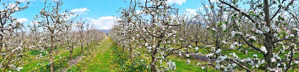 Naklejka premium Apple blossoms in an orchard, spring concept