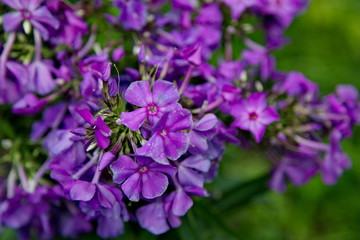 Purple phlox flowers close up