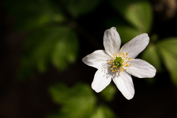 zawilec © kolorowekadry