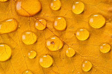 Large drops of water on the surface of dry autumn leaves of trees, photographed close-up.