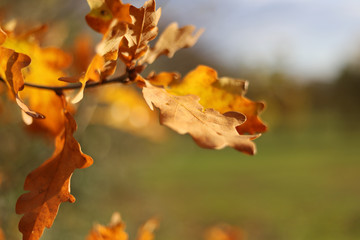 autumn leaves on a tree