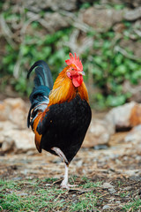 Miniature Serama chicken from Malaysia