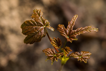 klon © kolorowekadry