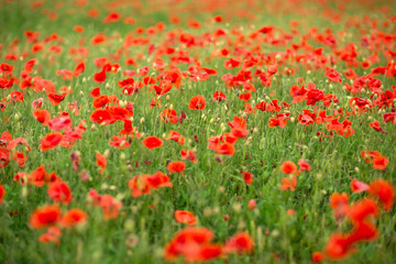 red poppy flower field summer landscape. 