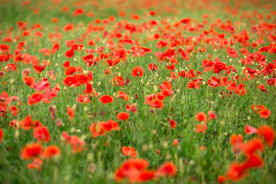 red poppy flower field summer landscape. © andrey