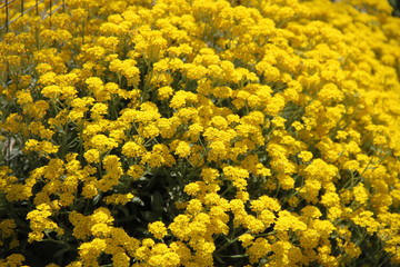 Golden tuft alyssum dust yellow spring flowers

