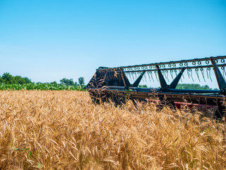Wheat harvesting in the summer. Red harvester working in the field. Golden ripe wheat harvest agricultural machine harvester on the field.