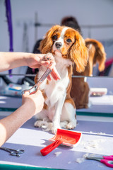 Dog Grooming King Charles Spaniel