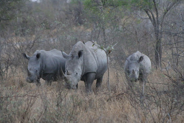 white rhinos