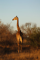 giraffe in south africa at sunset