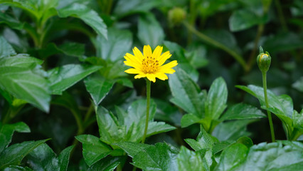 yellow flower in the grass,Singapore dailsy