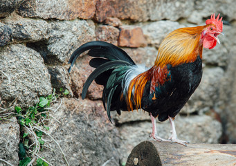 Miniature Serama chicken from Malaysia