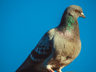 close up of a pigeon