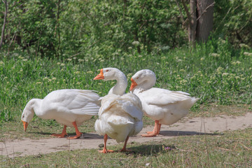  three white goose close-up on a background of green grass 