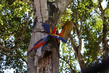 parrots on tree