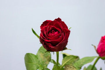 red rose with water drops