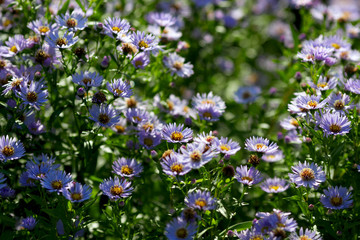Botanical: Flowers Aster Amellus on the flower bed on beautiful sunny day, summer gardening