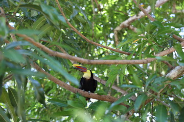 tucan in costa rica