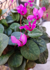 ciclamini