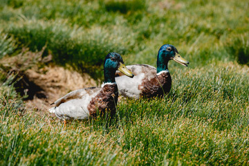 Schottland Highlands Cairngorm Mountains Enten paar