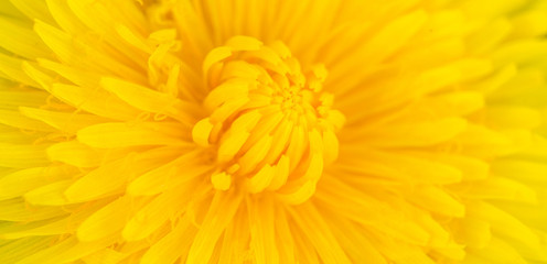 Yellow center of yellow beautiful dandelion flower showing fibonacci pattern.