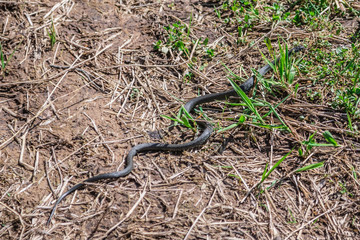 black snake in dry grass on the ground