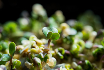 Close-up of mustard microgreens. Growing mustard sprouts close up view. Germination of seeds at home. Vegan and healthy eating concept. Sprouted seeds, micro greens.