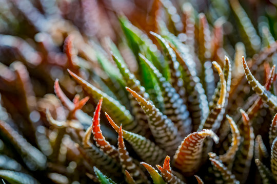 Close-up abstract background of Haworthiopsis fasciata or Haworthia fasciata or Haworthia Zebra succulent. Selective focus.