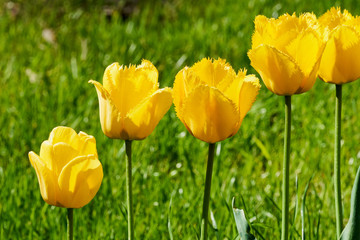 Fototapeta premium Dekorative gelbe Tulpen vor grünen Rasen als Hintergrund