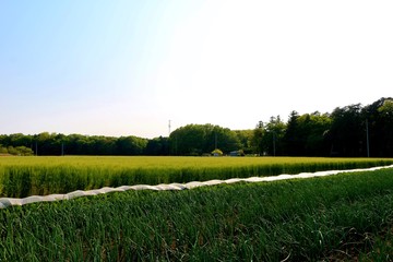 春　田舎　麦　風景　杤木