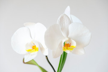 Close Up Shot Of White Orchids With A Gray Background