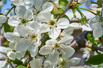 Dekorative Kirschblüten in Nahaufnahme