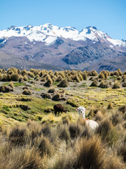 llamas graze through marshlands of the Bolivian altiplano near the Uyuni Salt Flat and Sajama,...