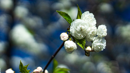 Blooming white sakura alba tree