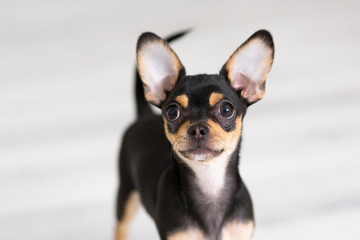 black Chihuahua puppy on a white background