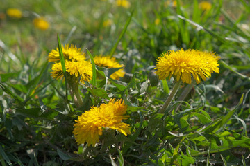 Yellow dandelions bloom