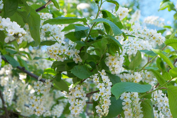 Branches of a flowering aronia tree