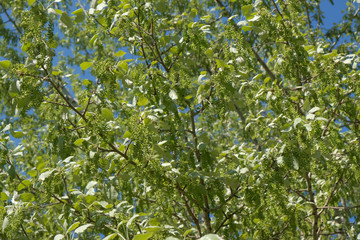 Fototapeta premium Natural plant green background