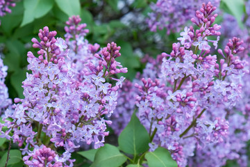 Bunches of flowering lilac bush